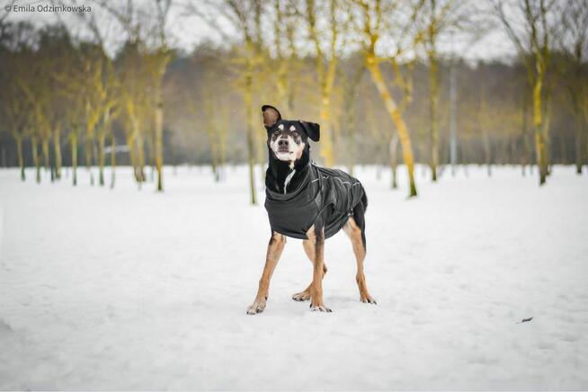 Afgan-podaruj dom starszemu psiakowi-pilna adopcja