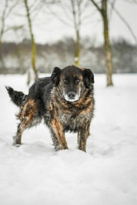 Hera - wspaniała suczka do adopcji
