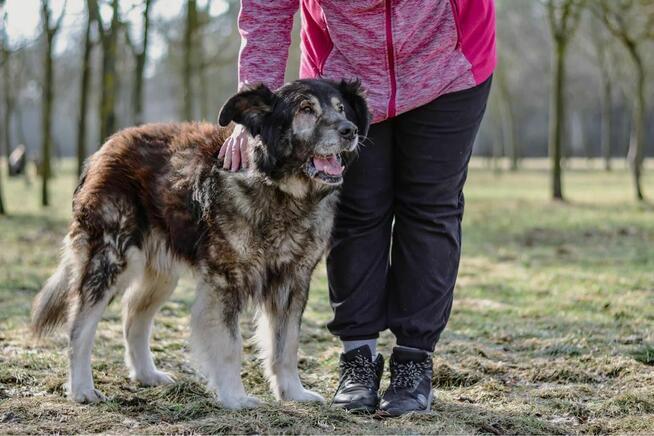 Bary - duży starszy psiak psiak do pilnej adopcji