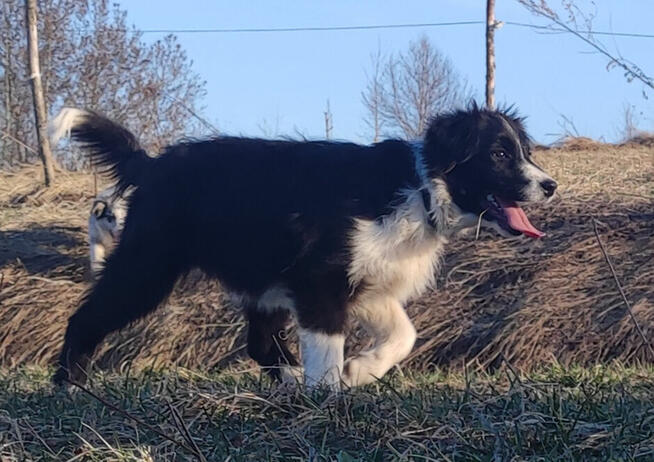 NUKA - Rasowa Suczka BORDER COLLIE z Hodowli - Szczenię z pe