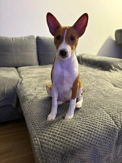 Basenji szczenięta