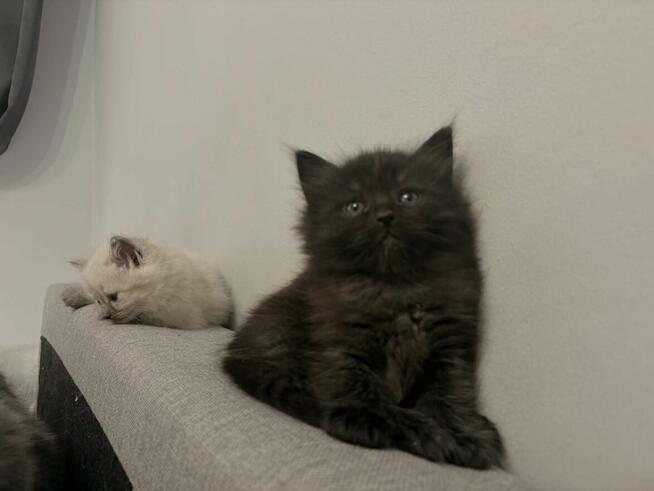 Koty syberyjski niebieski