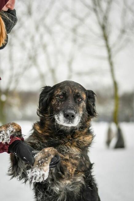 Hera - wspaniała suczka do adopcji