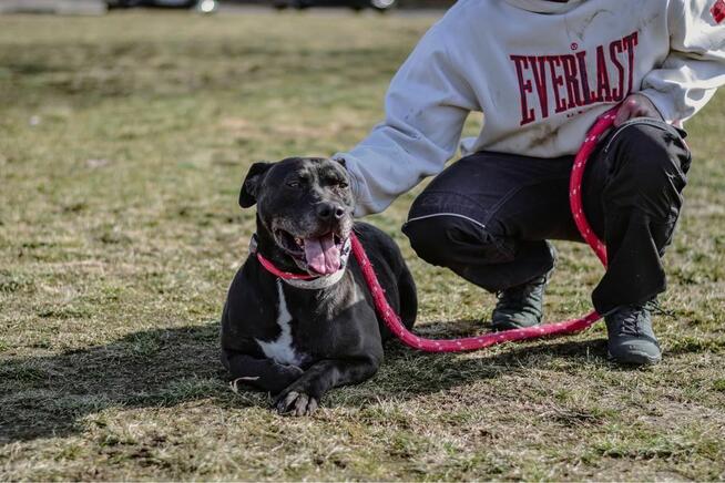 Hades-pies mocno w typie rasy czeka na świadomą adopcję