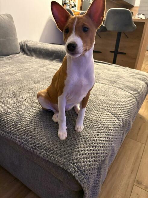 Basenji szczenięta