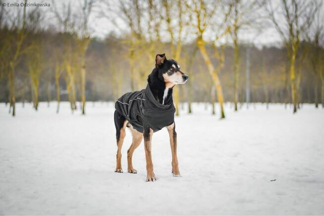 Afgan-podaruj dom starszemu psiakowi-pilna adopcja