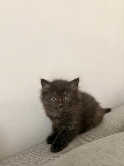 Koty syberyjski niebieski