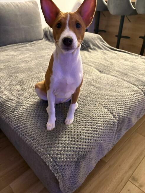 Basenji szczenięta