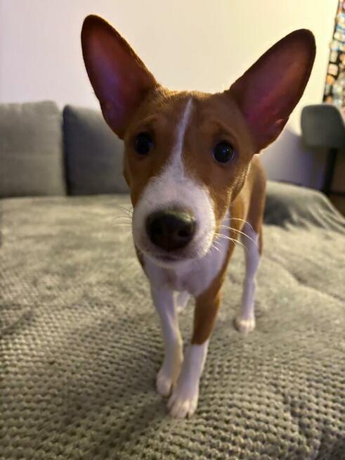 Basenji szczenięta
