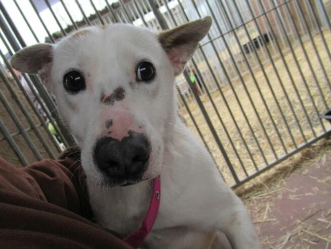 Białasek do adopcji