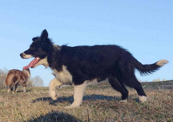 NUKA - Rasowa Suczka BORDER COLLIE z Hodowli - Szczenię z pe