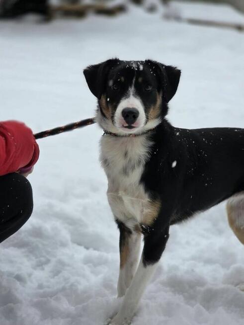 Luna-odpowiedzialny i świadomy dom potrzebny dla suczki
