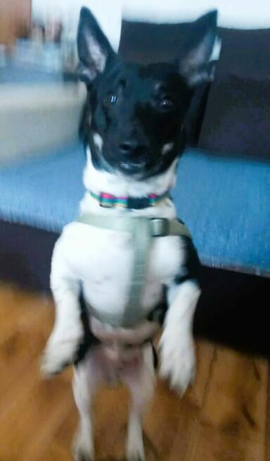 LAKUŚ - z kanapy ma trafić do schroniska? URATUJ GO!