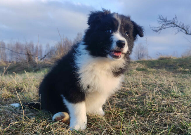 NUKA - Rasowa Suczka BORDER COLLIE z Hodowli - Szczenię z pe