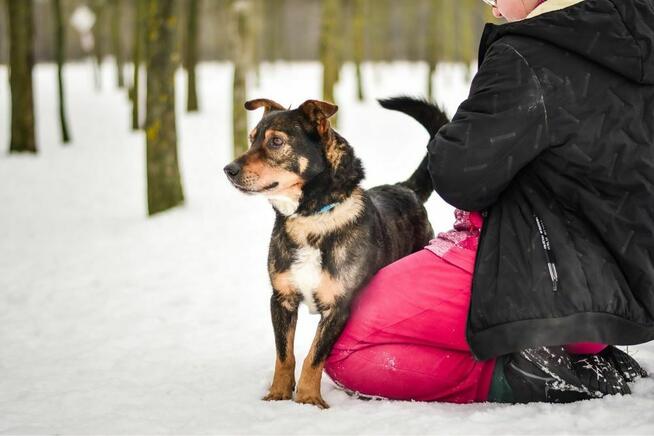 Boguś-starszy psiak, pokochaj podaruj dom
