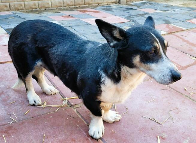 PEPA - smutna, zrezygnowania sunia, ADOPTUJ JĄ!