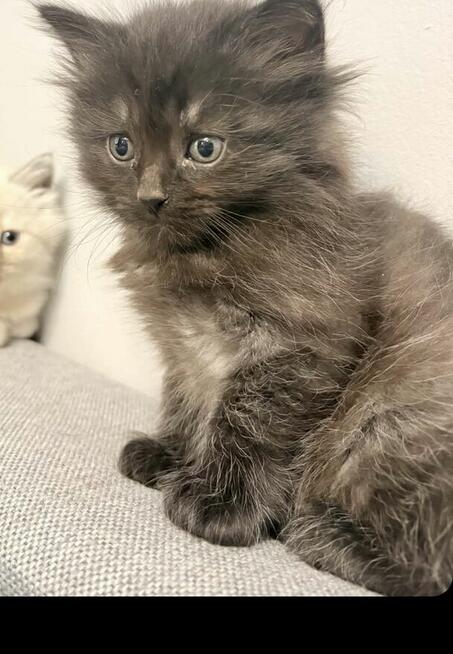 Koty syberyjski niebieski