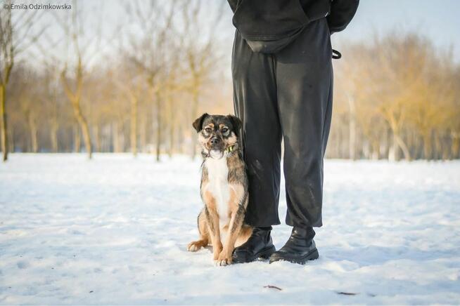 Polina-nieśmiała delikatna suczka czeka na cierpliwy dom