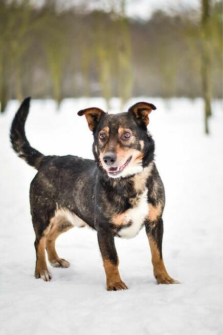Boguś-starszy psiak, pokochaj podaruj dom