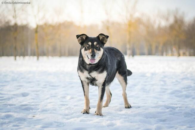 Mela-średniej wielkości delikatna suczka do adopcji