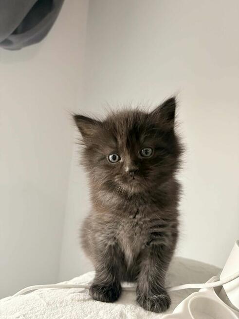 Koty syberyjski niebieski