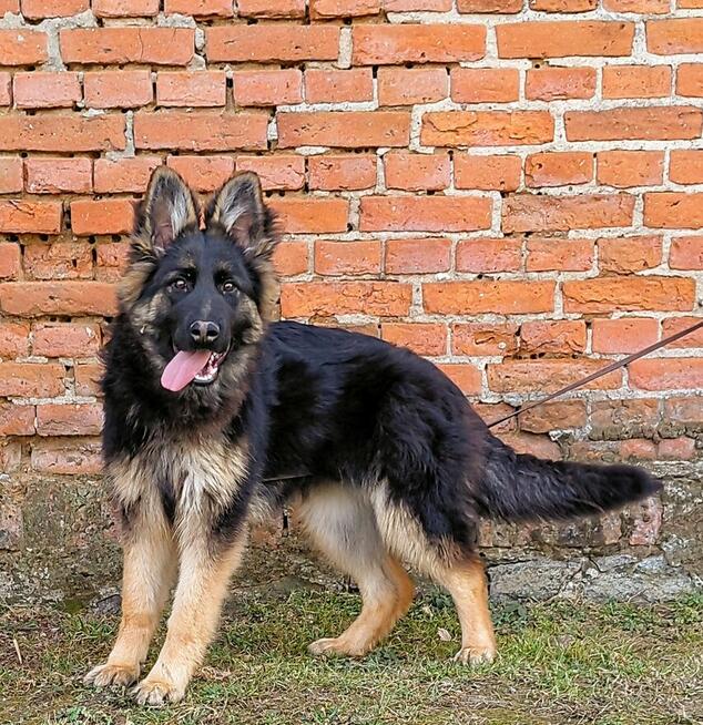 Szczenięta Owczarek Niemiecki Długowłosy