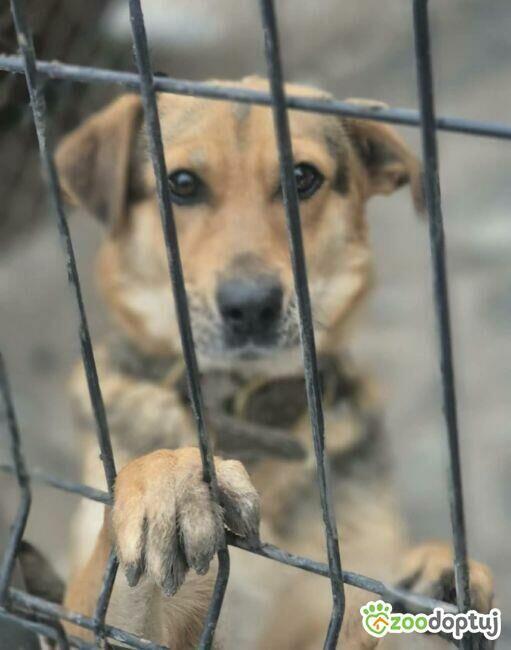 BETI - fantastyczna sunia szuka najlepszego domu