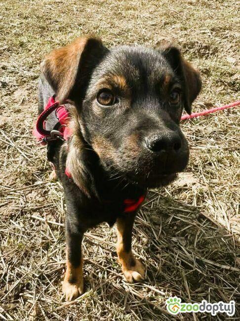 BOLUŚ - skrzywdzone psie dziecko szuka domu