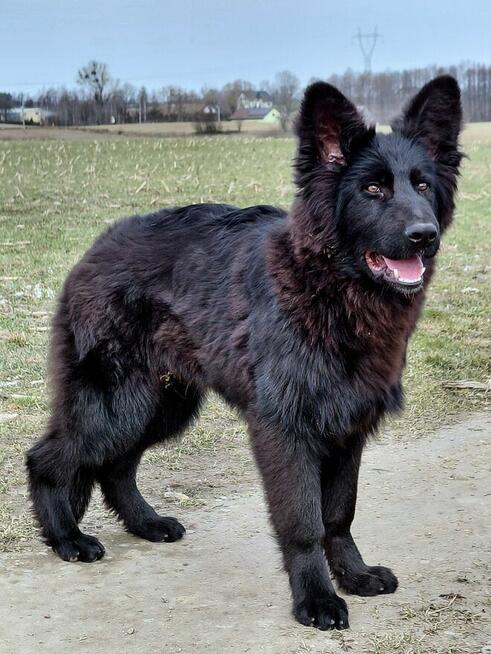 Czarny Piesek Owczarek Niemiecki Długowłosy