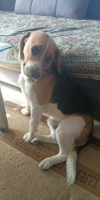 Beagle szuka partnerki.