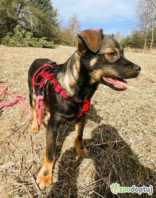 BOLUŚ - skrzywdzone psie dziecko szuka domu