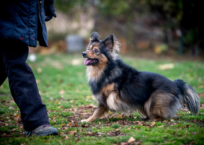 Wspaniały psiak w postaci MacGyvera poszukuje domu - adoptuj