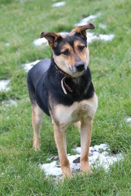 Elegancka dama poszukuje domu - Sara