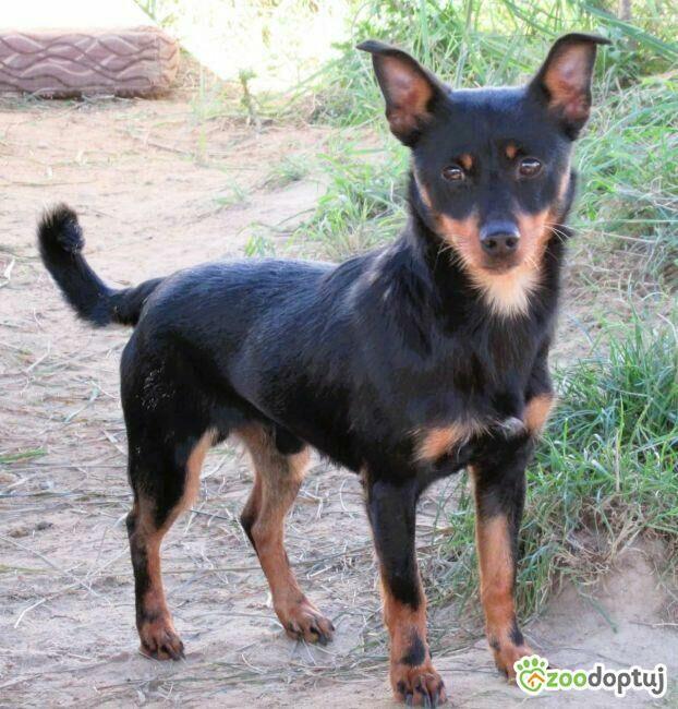 ZORRO - niewielki psiak w typie pinczera szuka domu