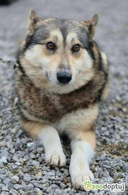 TAJGA - piękna, łagodna sunia szuka domu