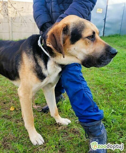 MARKO - duży, łagodny, cudny psiak szuka domu