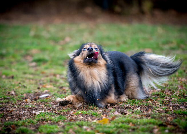 Wspaniały psiak w postaci MacGyvera poszukuje domu - adoptuj