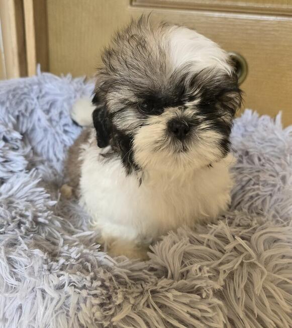 Piesek Shih tzu, tri color, pìękny