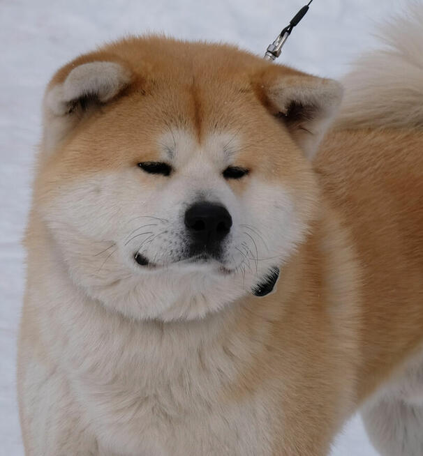 Akita inu akita japońska samiec po Championie Polski gotowy