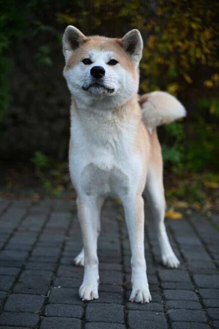 Akita inu akita japońska samiec po Championie Polski gotowy