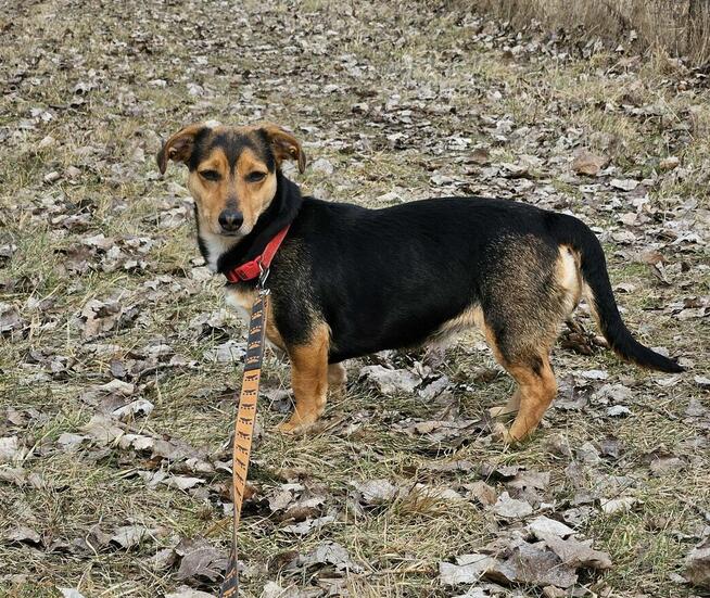 Delikatna młoda niskopodwoziowa Luna