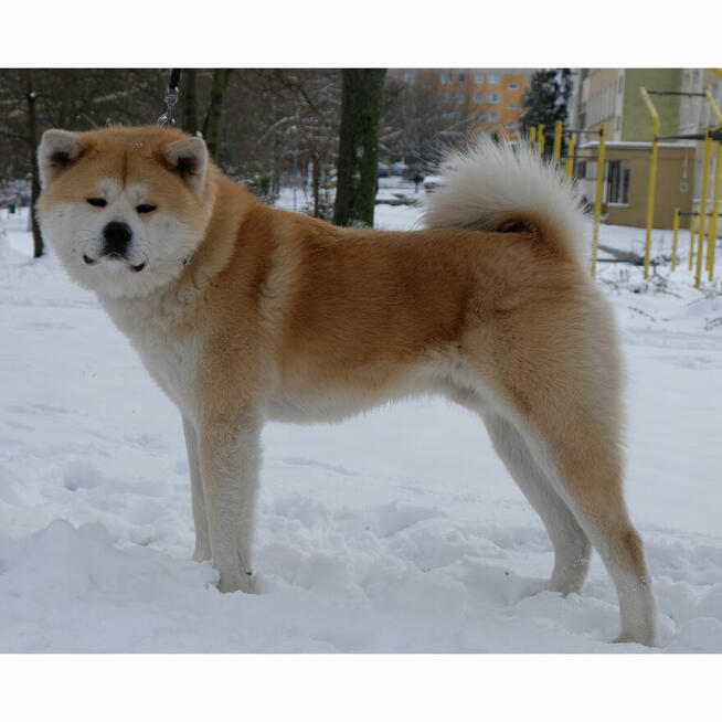 Akita inu akita japońska samiec po Championie Polski gotowy