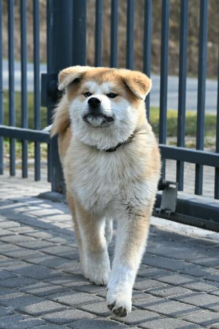 Akita inu akita japońska samiec po Championie Polski gotowy