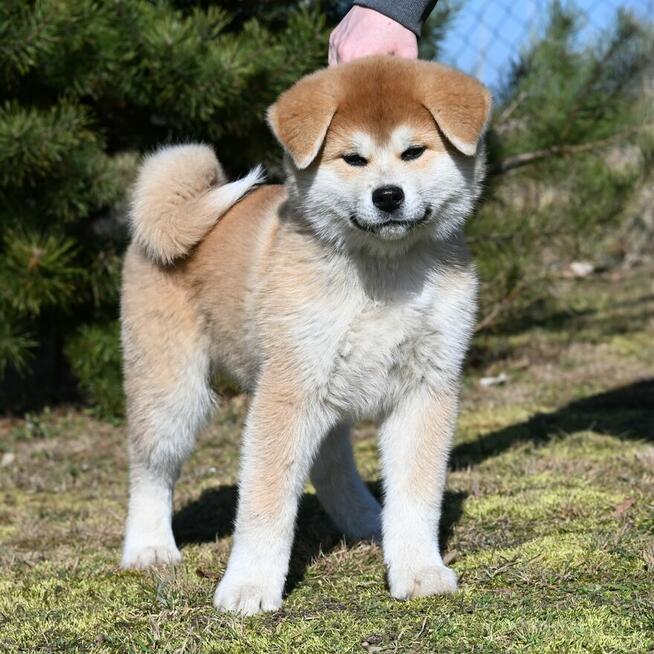 Akita inu akita japońska samiec po Championie Polski gotowy
