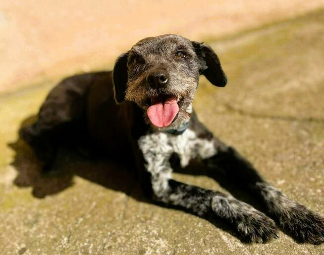 MISIA - cudowna sunia szuka super domu