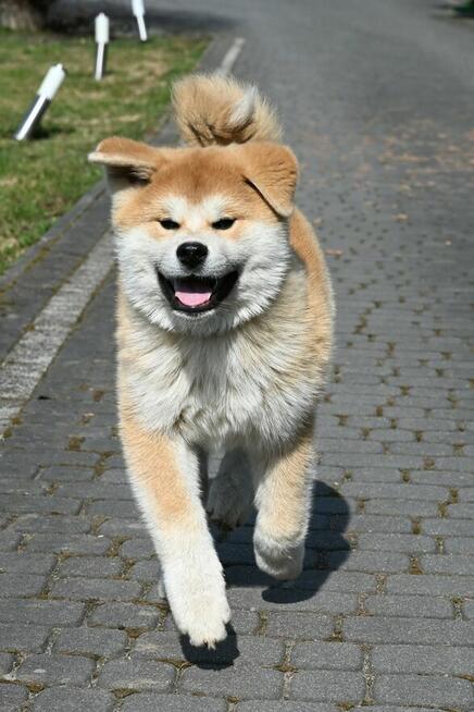 Akita inu akita japońska samiec po Championie Polski gotowy