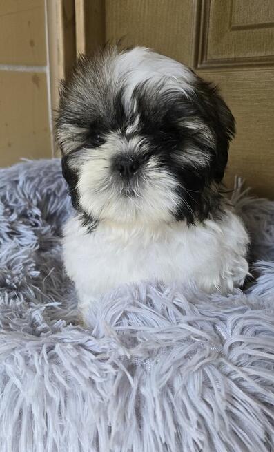 Piesek Shih tzu, tri color, pìękny