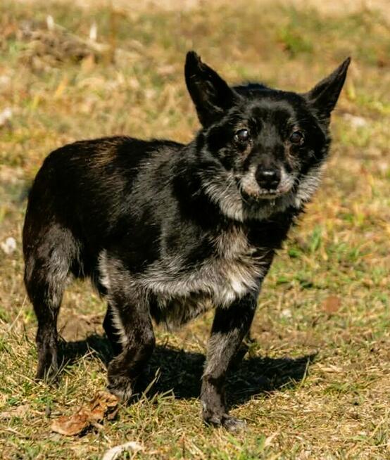 SENIOREK - malutki, porzucony piesek szuka domu