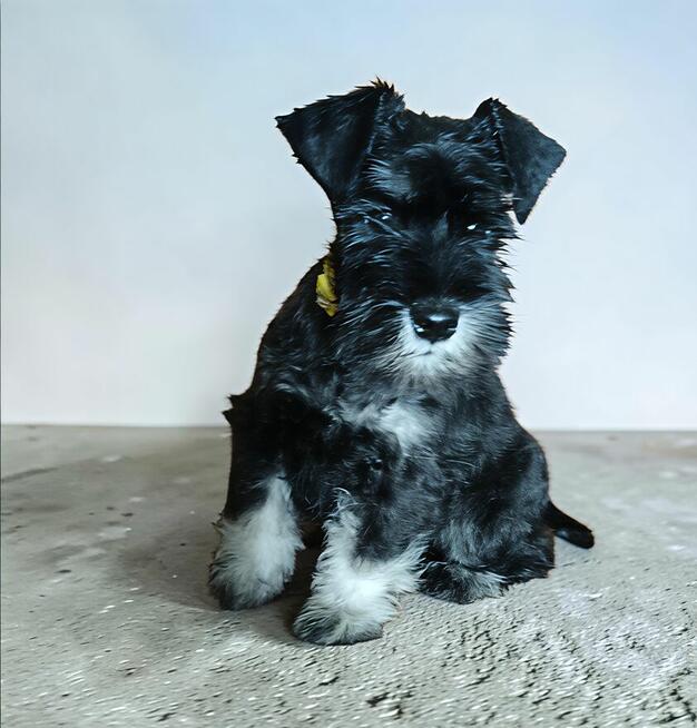 Sznaucer miniaturowy czarno srebrny FCI