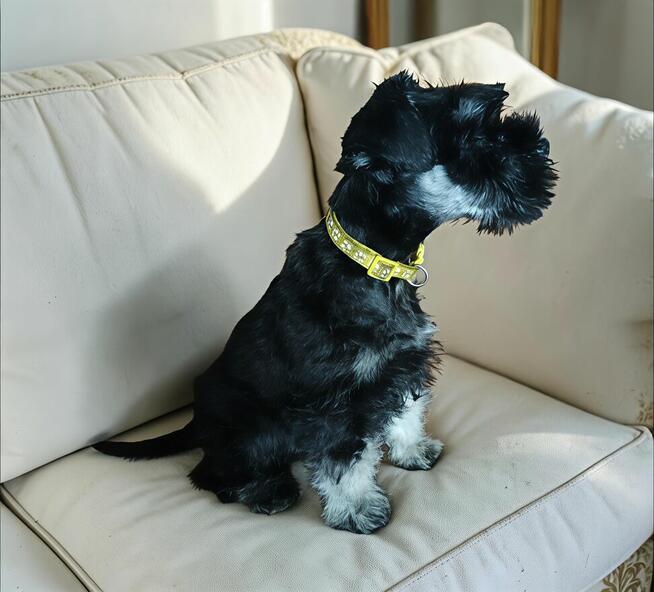 Sznaucer miniaturowy czarno srebrny FCI